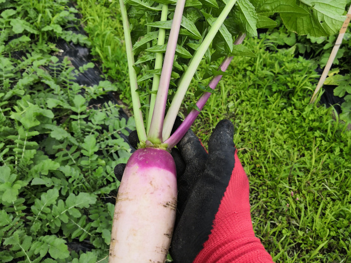 個人農家直送】丹波のこだわり野菜セット（5～10品目）：兵庫
