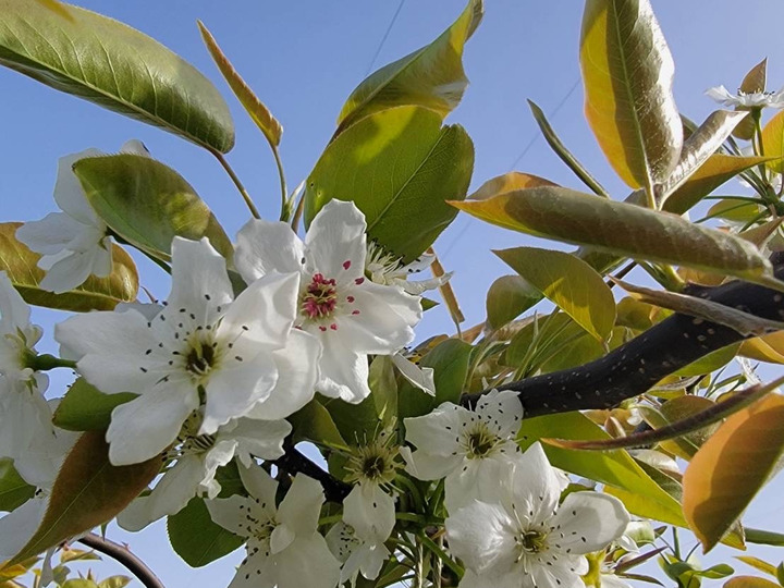 生産者のこだわり