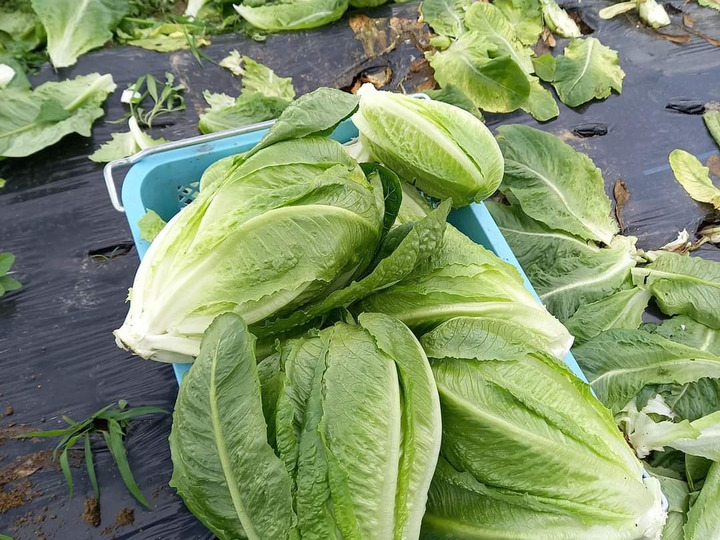 生産者のこだわり