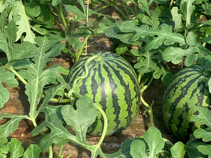 旨味がギュッ】！熊本植木町産スイカ『黒小玉BonBonリッチ』3kg
