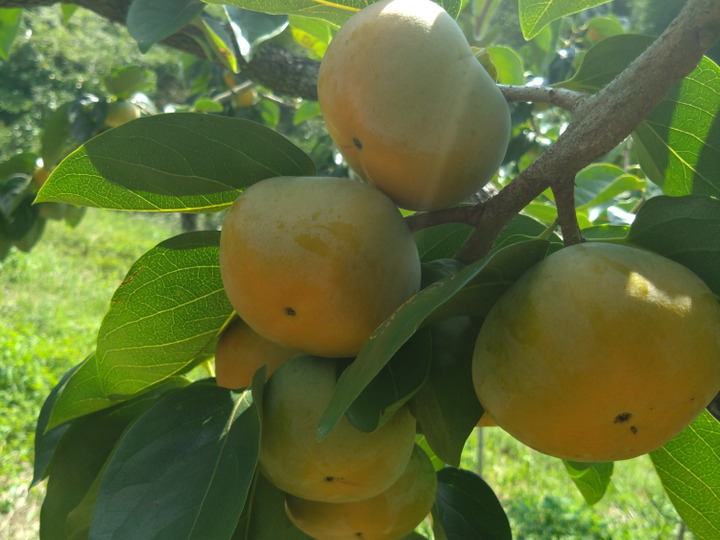 和歌山県産（梅酒·梅シロップ向け）古城梅 5kg（箱込み）【Lサイズ