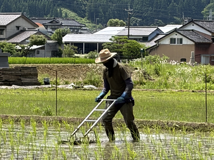 9周年感謝祭】【令和8年産】自然栽培コシヒカリ・玄米（20kg）【栽培
