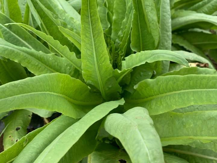 スーパーなどではあまり見かけない野菜をお届けしたい！