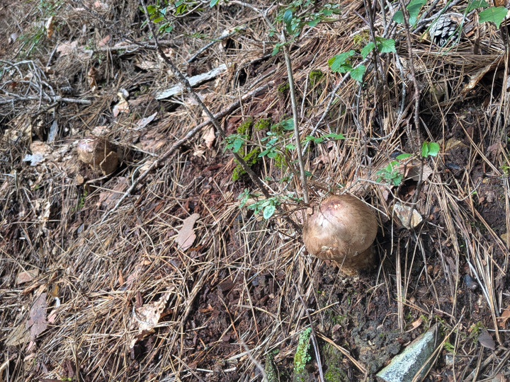 信州北相木村産松茸400g：長野県産のマツタケ｜食べチョク｜産地直送