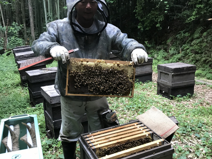 2021年新蜜採れました 純粋鹿児島産 レンゲ蜜 200g メール便でお届けします