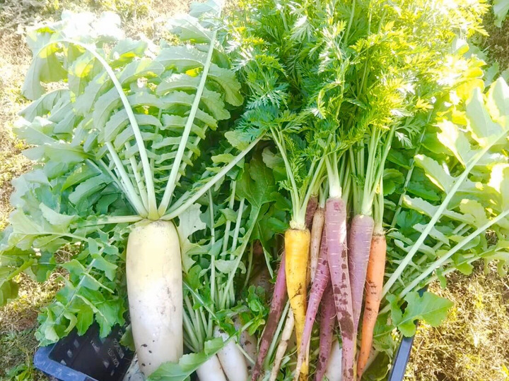じっくりと、健康な野菜に育てる