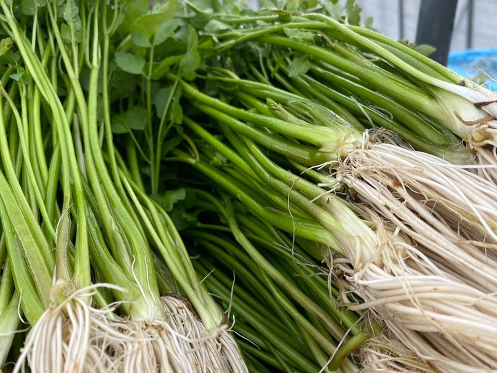 根っこが主役！湯沢市産『三関せり』500g：秋田県産のその他茎野菜