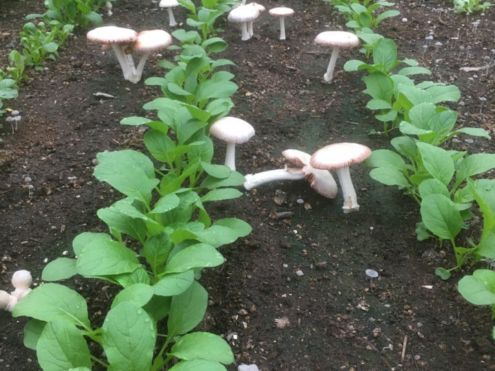 のどが「おいしい!」と感じる野菜を、食べていただきたい。