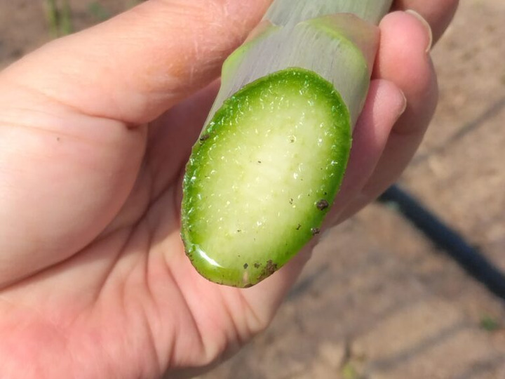 生産者のこだわり