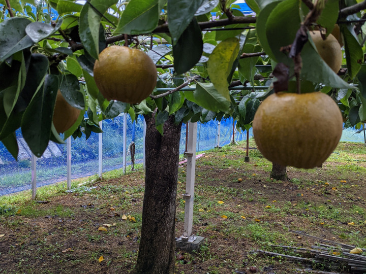 朝イチでの収穫