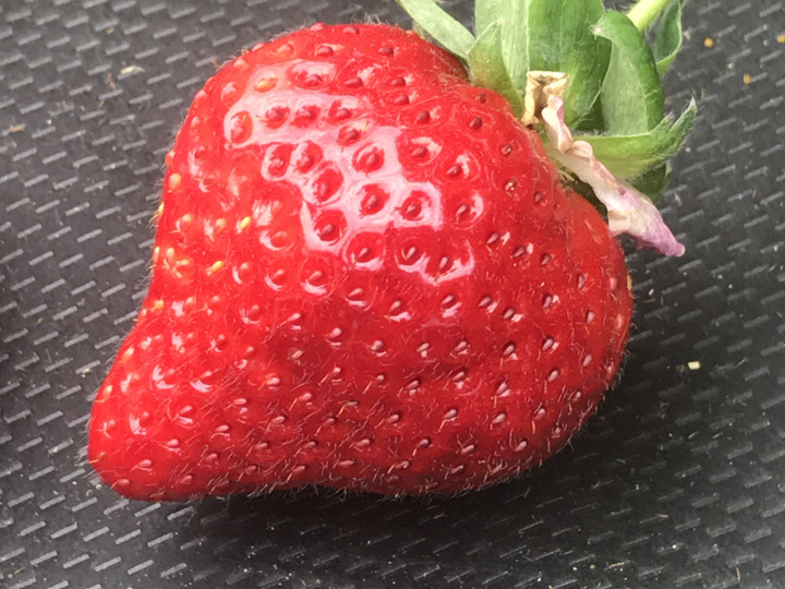 美味しさをギュッと1粒へ