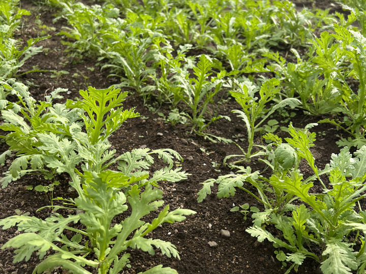 鮮度にこだわる野菜!!