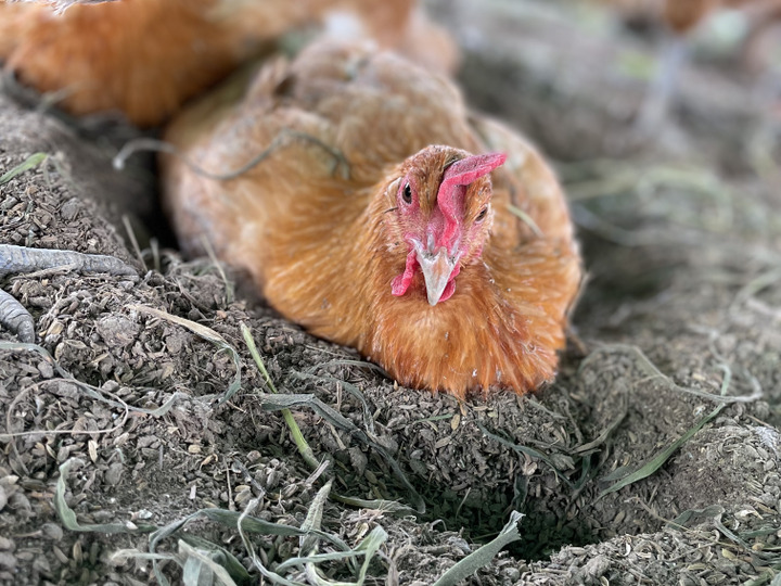 にわとりらしく暮らせる「放し飼い」