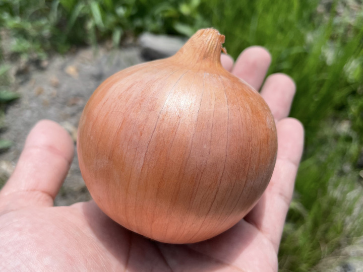 ミネラルを含んだ甘いタマネギ