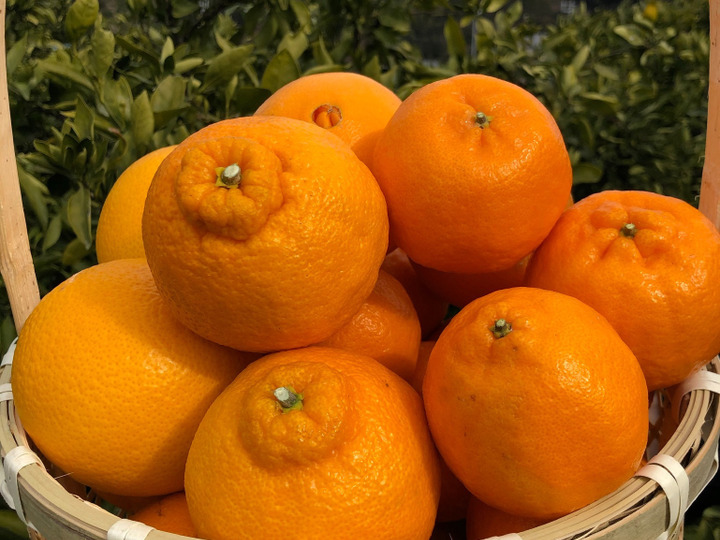 安心・安全・旬をお届け