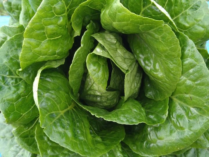 限定版 農薬・化学肥料・除草剤不使用】旬のお野菜セットM（4~6品目 Vegetables