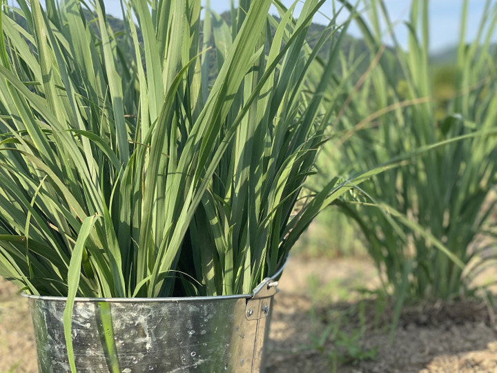 完全無農薬レモングラスの葉 10キログラム 完全無農薬レモングラスの葉