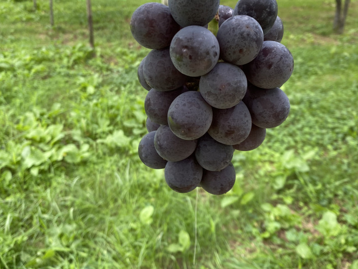 果汁たっぷり！あづましずく『福島のブドウ』2kg（3〜5房）【贈答用