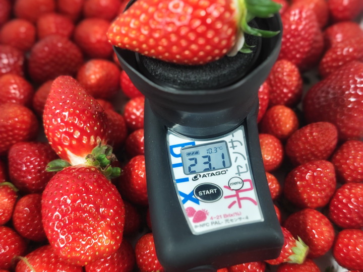 品種おまかせ！ コードファーム175のいちご 18粒入りセット 350g