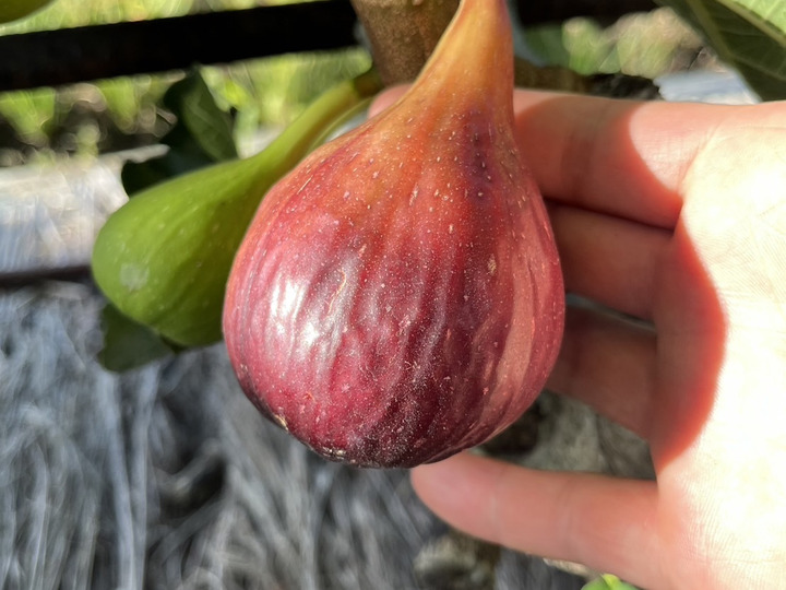 生産者のこだわり