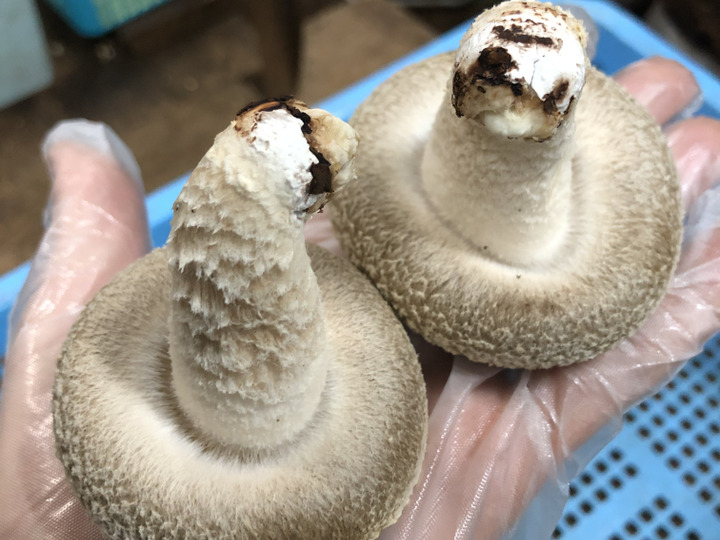 生産者のこだわり