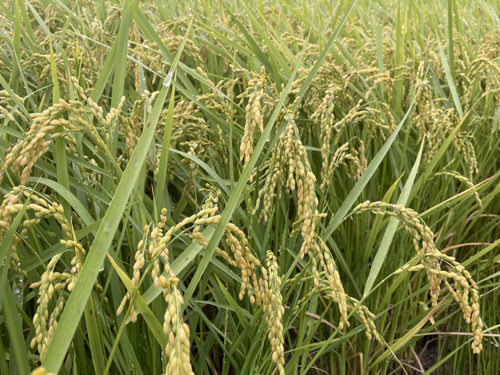 令和7年産【低農薬】広島県産あきさかり5kg 精米済：広島県産のあき