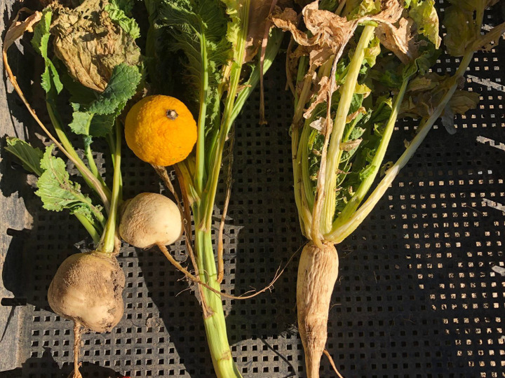 腐らず、枯れる野菜たちです。