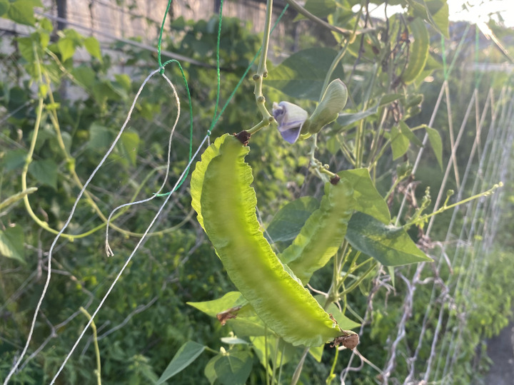 島野菜