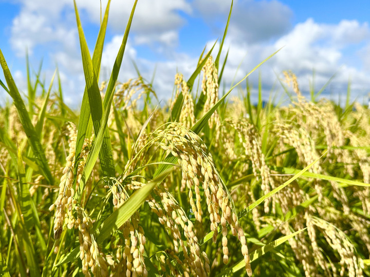 米どころ秋田県仙北平野の【高品質あきたこまち】