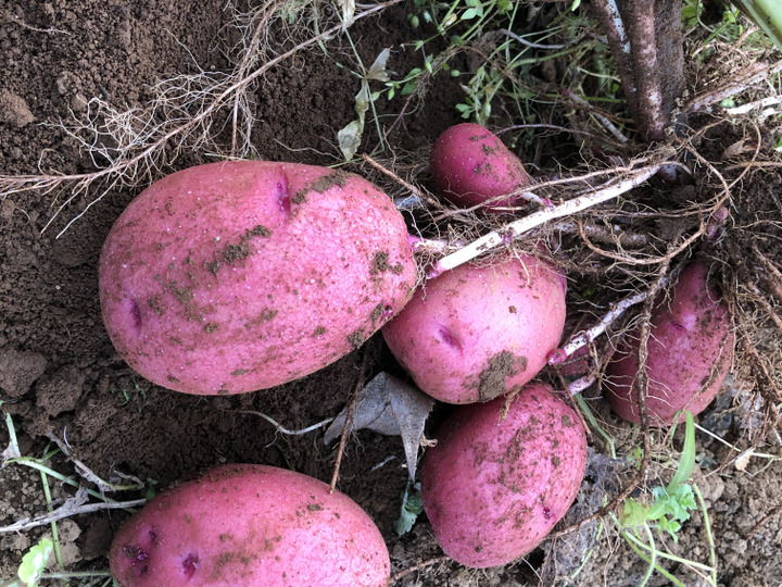 安心な野菜を栽培
