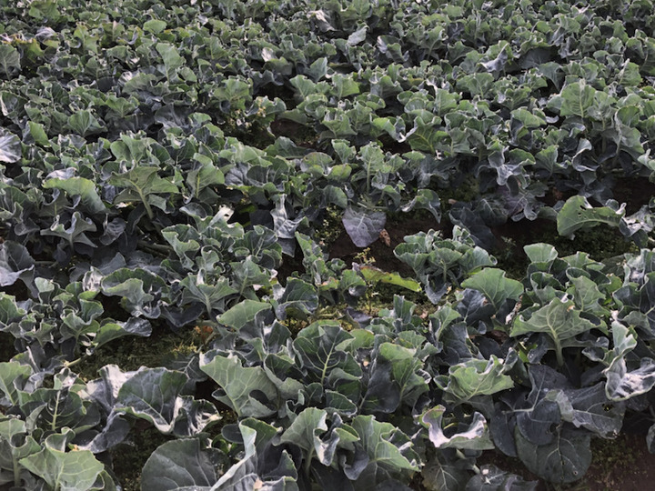 笑顔になれる野菜