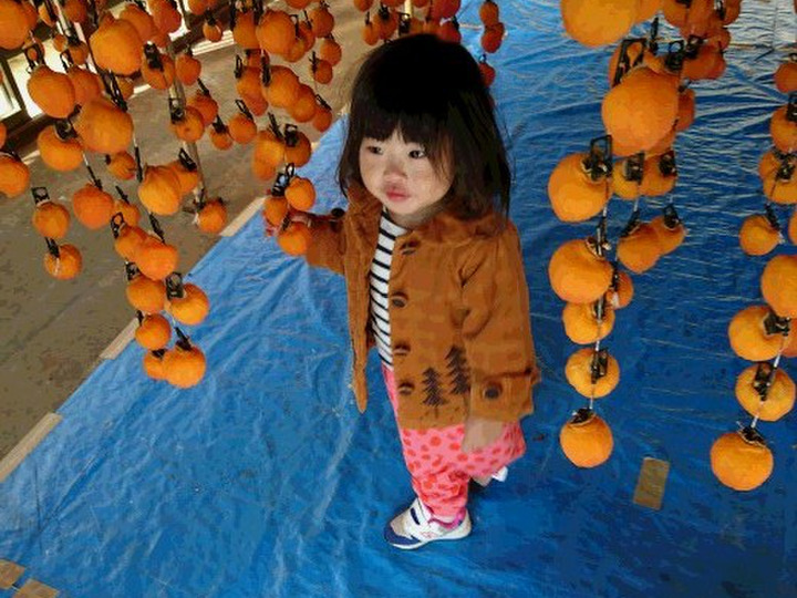 一年掛けて育てた柿（市田柿）