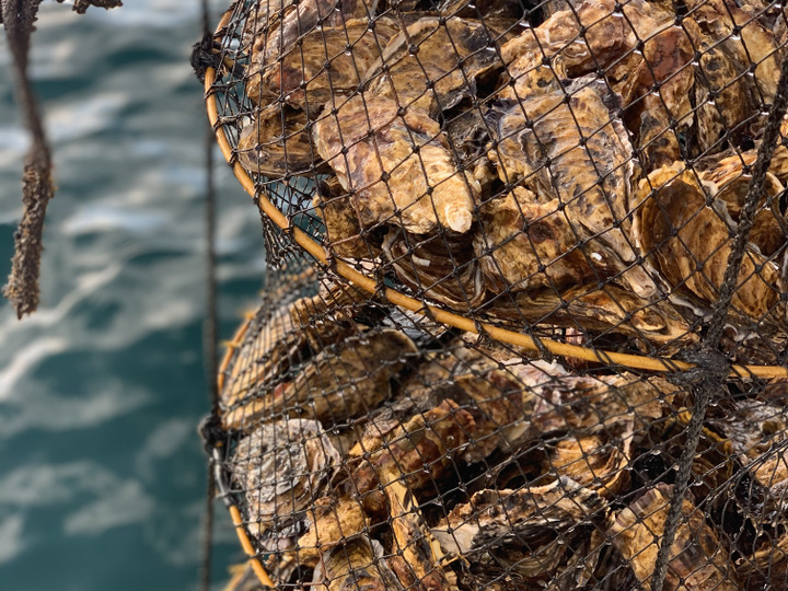養殖の量ではなくて質にこだわり