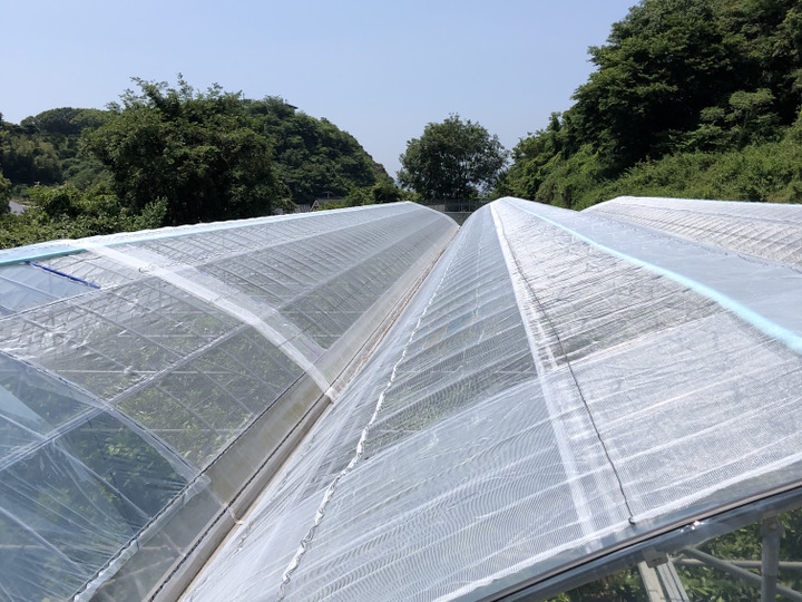 ビニールハウスで栽培