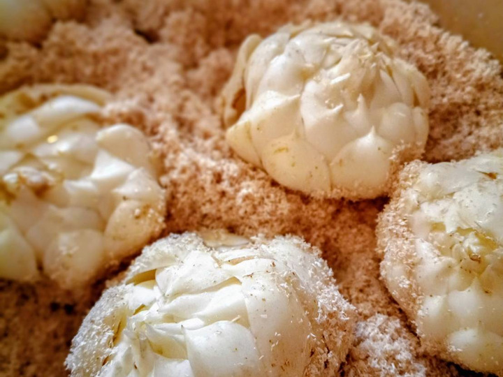 野菜ソムリエサミット最高金賞受賞！『幻のゆり根 月光』2Lサイズ・7