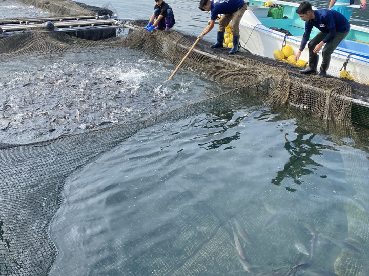 Tbsひるおび で紹介 長崎県産養殖真鯛 養殖シマアジセット 鱗と内臓処理済み 熨斗付き可 長崎県産 食べチョク 農家 漁師の産直ネット通販 旬の食材を生産者直送 Tbsひるおび で紹介 長崎県産養殖真鯛 養殖シマアジセット 鱗と内臓処理済み 熨斗付き可 長崎県産 食べチョク 農家 漁師の産直ネット通販 旬の食材を生産者直送