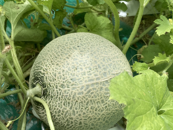生産者のこだわり