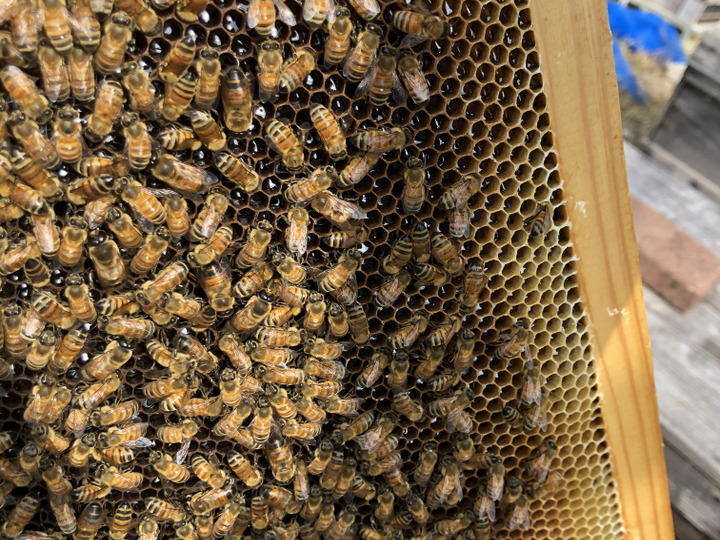 とことん濃さにこだわった蜂蜜。牧之原HONEY(クロガネモチ蜜