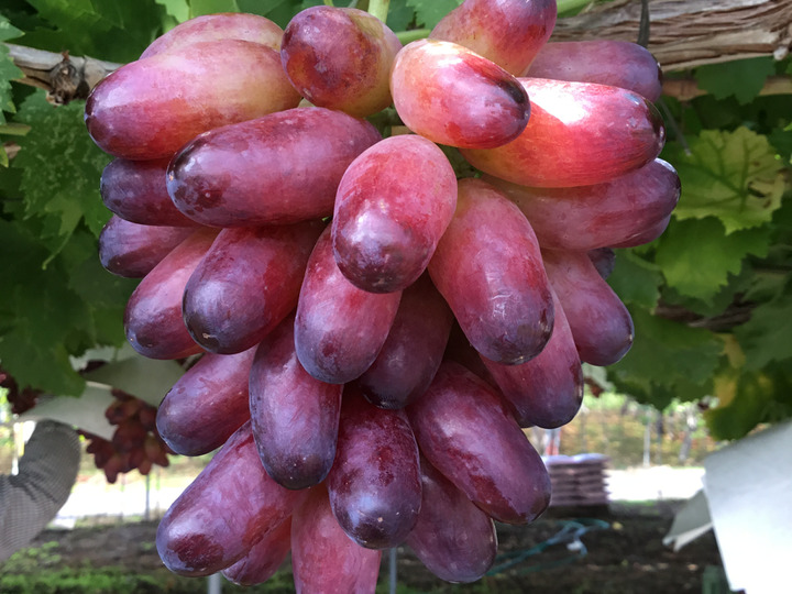 多品種栽培を行っています