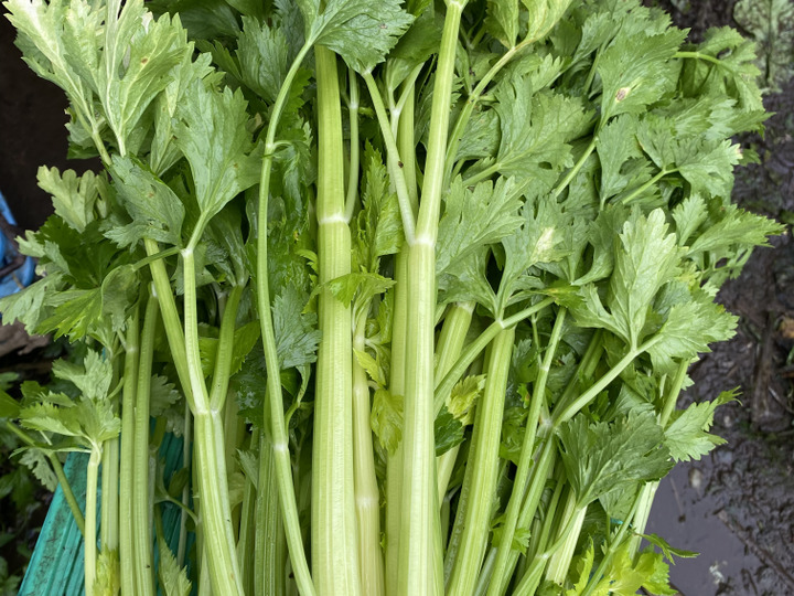 シャキシャキ甘い♪健康野菜ヤーコン3キロ：山梨県産の野菜