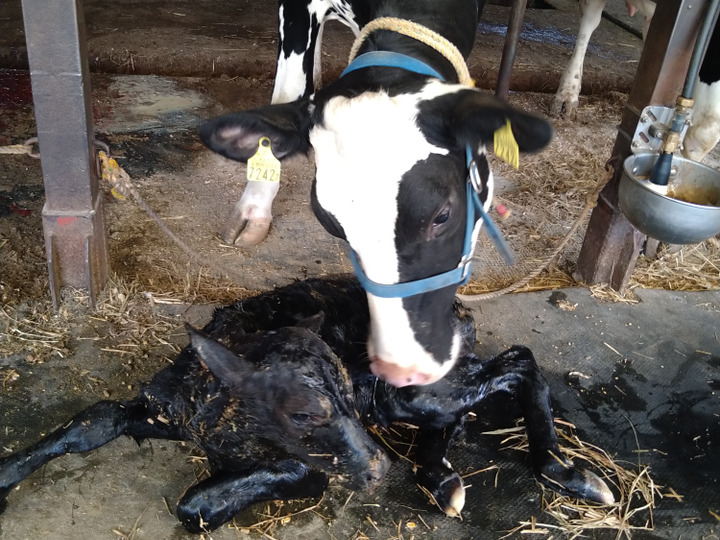 農薬、化学肥料、除草剤不使用！自然栽培お野菜