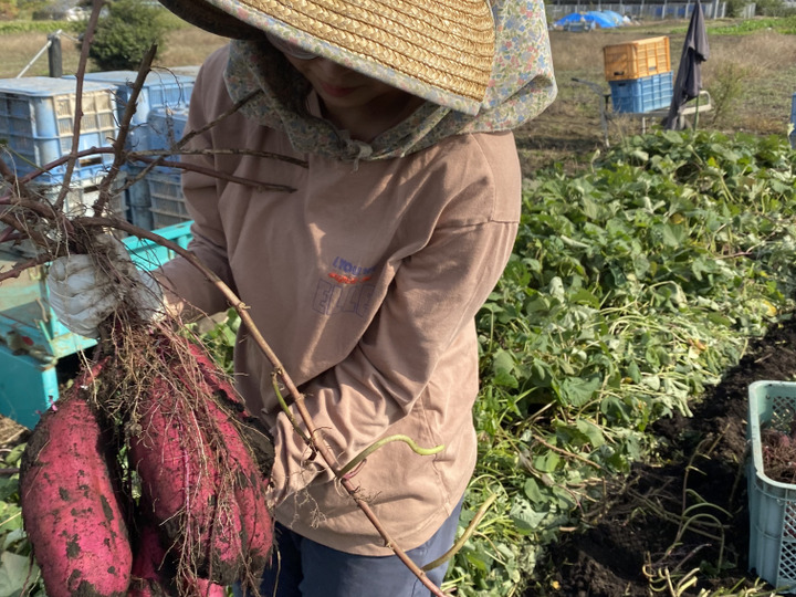 ⭐︎10kg⭐︎熟成!蜜たっぷり紅はるか♪Sサイズ:茨城県産のべ ⭐︎10kg⭐︎熟成!蜜たっぷり紅はるか♪Sサイズ:茨城県産のべ
