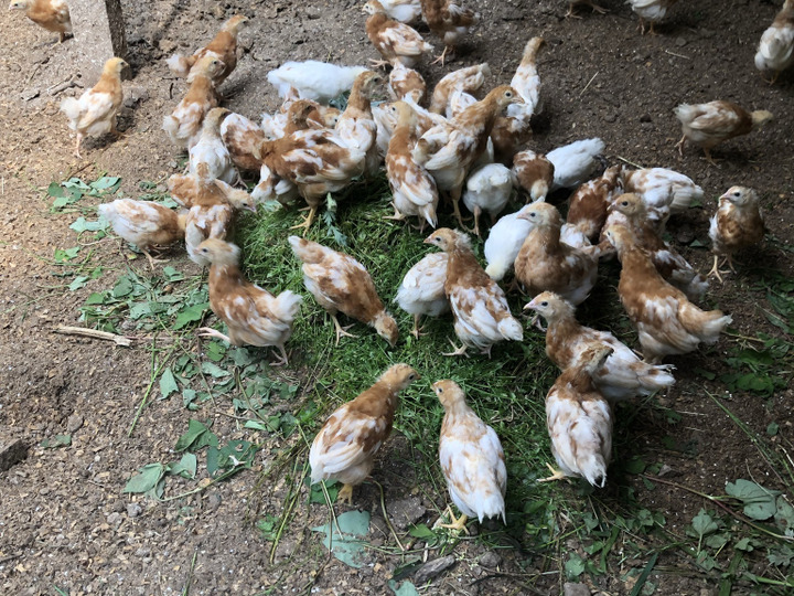 ひよこから飼育して元気な胃腸を作る