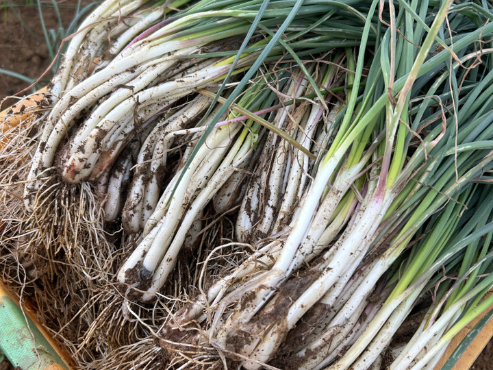 沖縄 伊江島特産】島らっきょう 3kg：沖縄県産の島らっきょう｜食べ