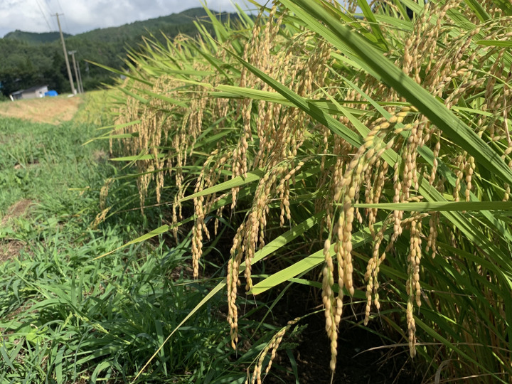 新米】雪若丸9.8キロ白米 大粒甘みのある新食感！数量限定：山形県産の