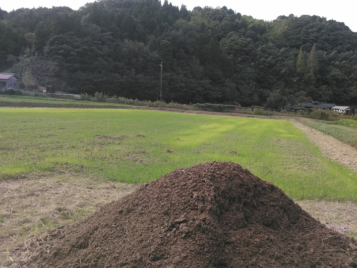 人気 ブランド 服をチェック - 最新トレンドファッション 土付きお得な紫菊芋2.5kg（農薬化学肥料不使用)：島根県産の 野菜