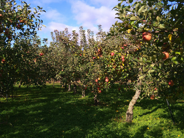 シャキッとジューシー☆葉取らずふじりんご🍎！5キロ箱バラ詰め家庭用：山形県産のふじ｜食べチョク｜産地直送(産直)お取り寄せ通販 -  農家・漁師から旬の食材を直送