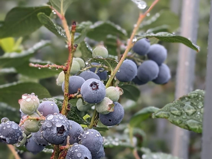 大きく食べやすい！ブルーベリー『品種ミックス』125gx12p：愛知県産の