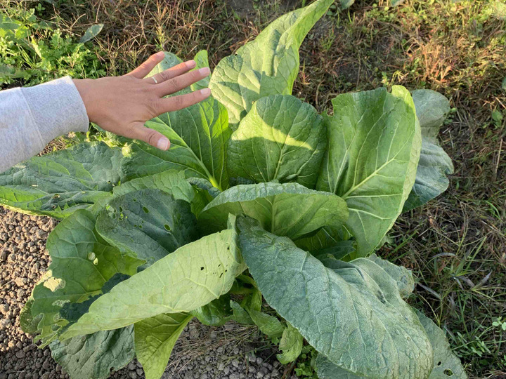 食べてもらう人の身体を気遣うこと