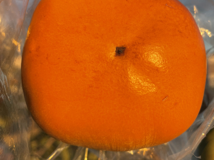 新鮮さにこだわる農園